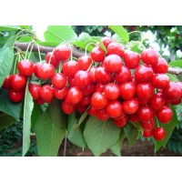 针叶樱桃 维生素C压片糖果OEM代加工贴牌