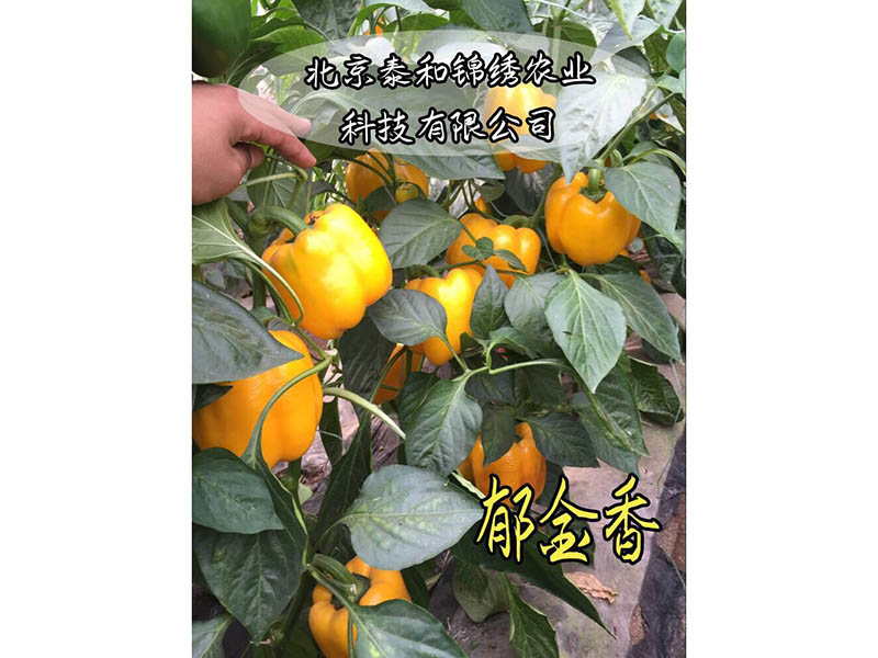 贵州彩椒种子|哪里购买郁金香彩椒种子