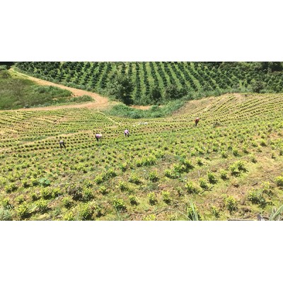 茶园加盟，茶山加盟，转运珍茶