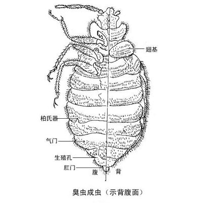 广州黄埔鱼珠除虫服务公司，工厂防治害虫，上门灭蟑螂臭虫
