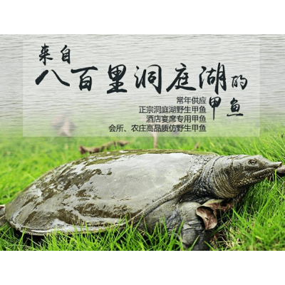 甲鱼多少钱一斤_附近甲鱼批发价格表_含地址